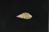 藏品(瘤蜷)的圖片